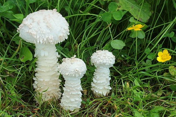 muchotrávka Vittadiniho Saproamanita vittadinii (Moretti) Redhead, Vizzini, Drehmel & Contu