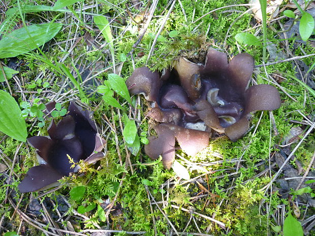 tulipánovka fialová Sarcosphaera coronaria (Jacq.) J. Schröt.