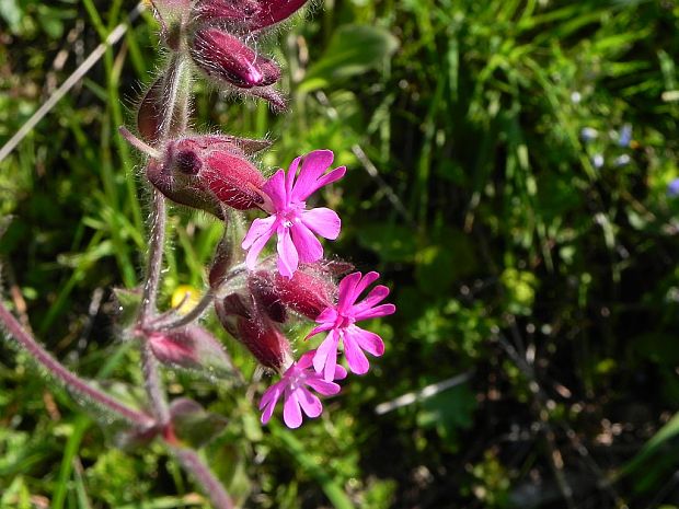 silenka červená Silene dioica (L.) Clairv.