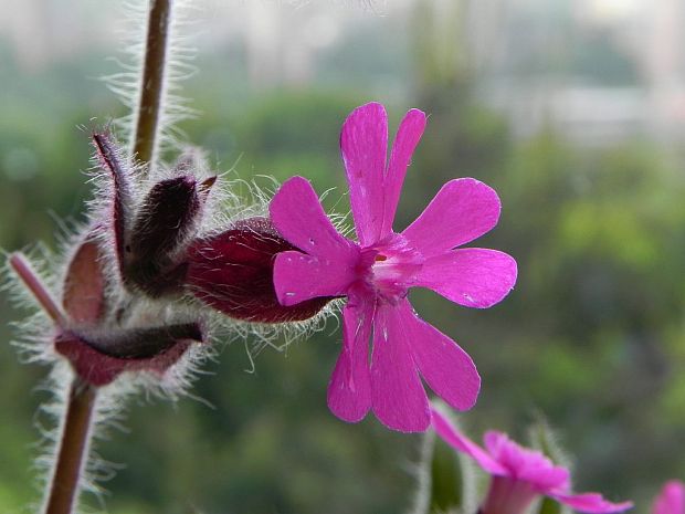 silenka červená Silene dioica (L.) Clairv.