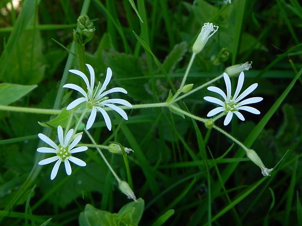 hviezdica hájna Stellaria nemorum L.