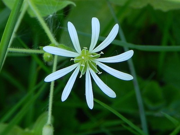 hviezdica hájna Stellaria nemorum L.