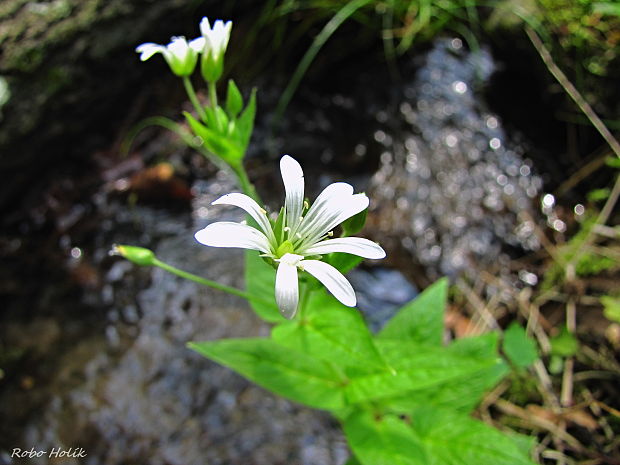 hviezdica  Stellaria sp.