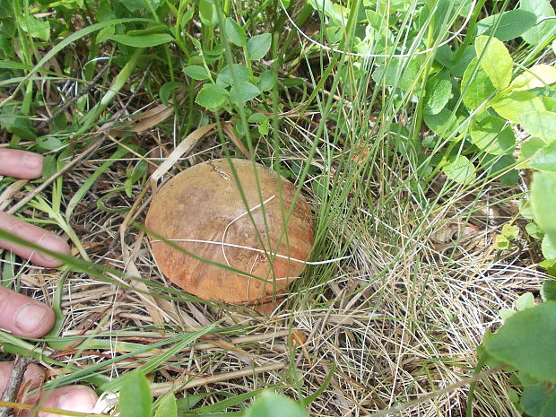 hríb zrnitohlúbikový Sutorius luridiformis (Rostk.) G. Wu & Zhu L. Yang