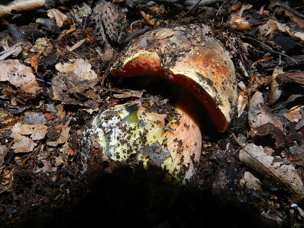 hríb zrnitohlúbikový - podzemný Sutorius luridiformis (Rostk.) G. Wu & Zhu L. Yang