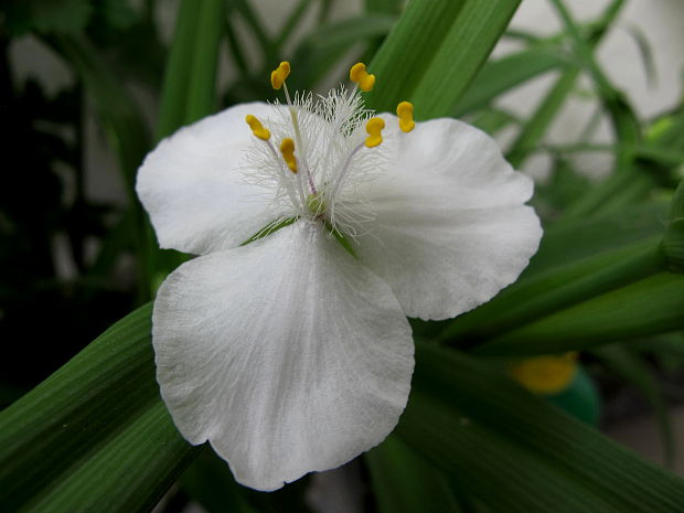 tradeskancia záhradná Tradescantia x andersoniana Ludw. et Rothw.