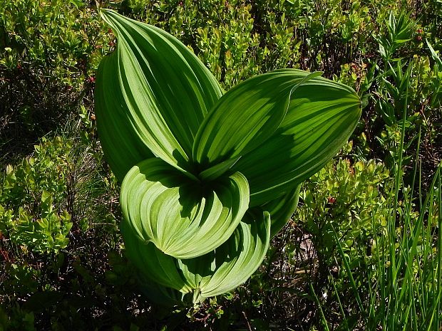 kýchavica biela Veratrum album