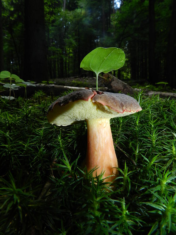 suchohríb zamatový Xerocomellus pruinatus (Fr.) Šutara