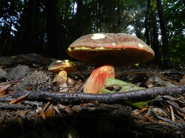 suchohríb zamatový Xerocomellus pruinatus (Fr.) Šutara