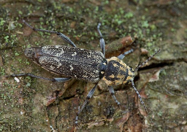 fuzáč pestrý Xylotrechus rusticus