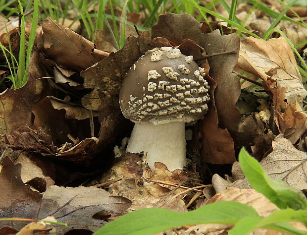 muchotrávka tigrovaná Amanita pantherina (DC.) Krombh.