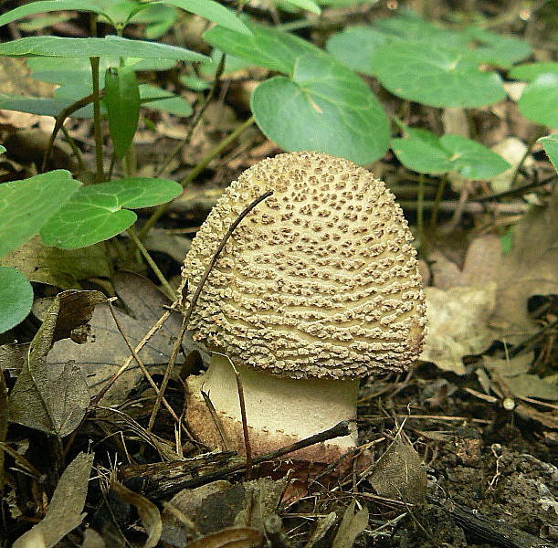 muchotrávka červenkastá Amanita rubescens Pers.