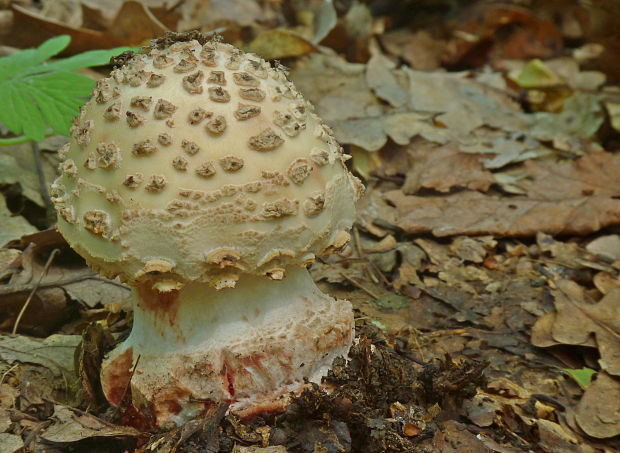 muchotrávka červenkastá Amanita rubescens Pers.