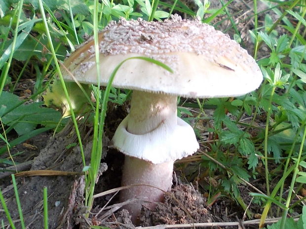 muchotrávka červenkastá Amanita rubescens Pers.