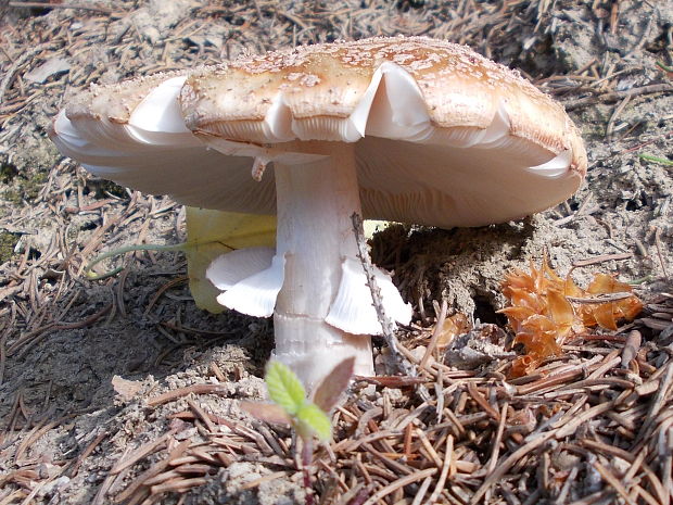 muchotrávka červenkastá Amanita rubescens Pers.