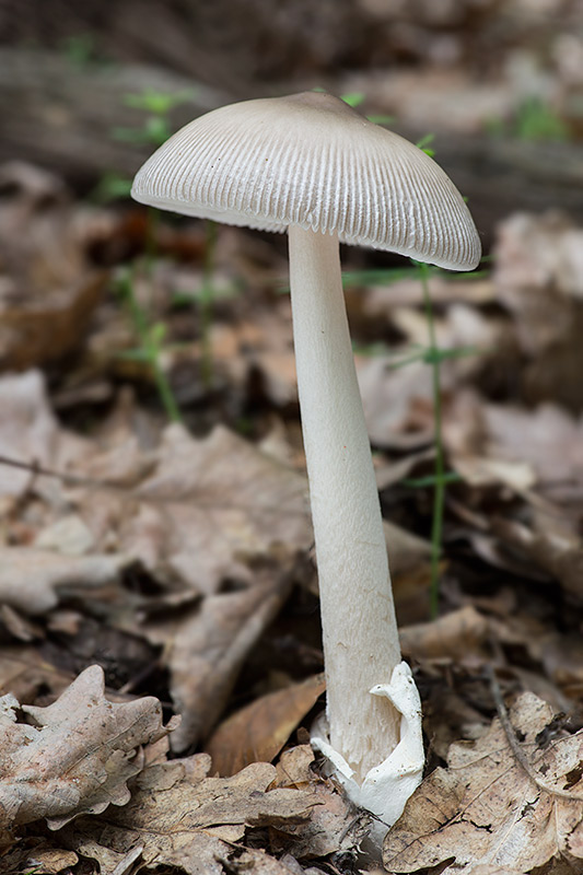 muchotrávka pošvatá Amanita vaginata (Bull.) Lam.