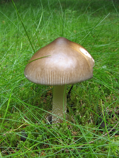 muchotrávka pošvatá Amanita vaginata (Bull.) Lam.