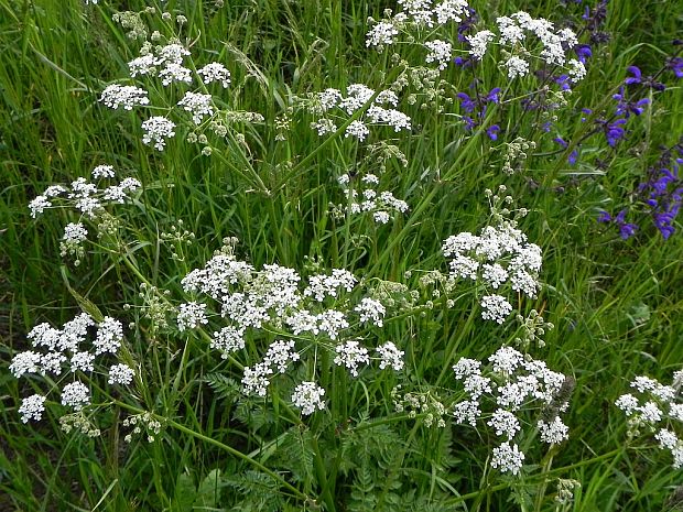 trebuľka lesná Anthriscus sylvestris (L.) Hoffm.