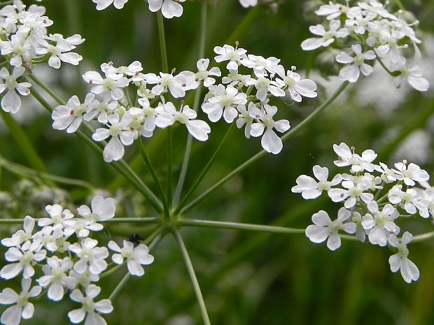 trebuľka lesná Anthriscus sylvestris (L.) Hoffm.