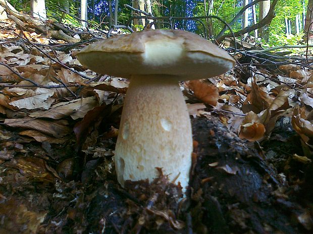 hríb smrekový Boletus edulis Bull.