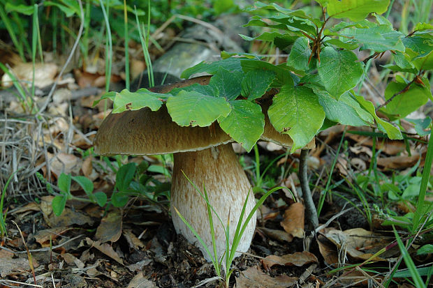 hríb smrekový Boletus edulis Bull.