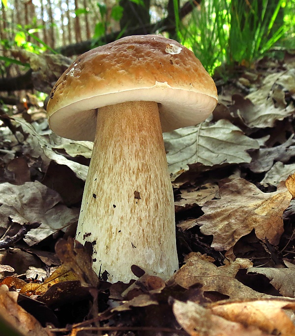 hríb smrekový Boletus edulis Bull.