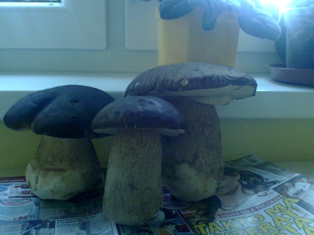 hríb sosnový Boletus pinophilus Pil. et Dermek in Pil.