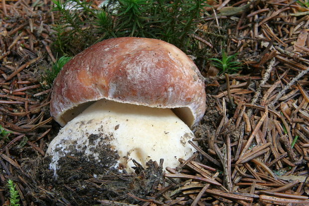 hríb sosnový Boletus pinophilus Pil. et Dermek in Pil.