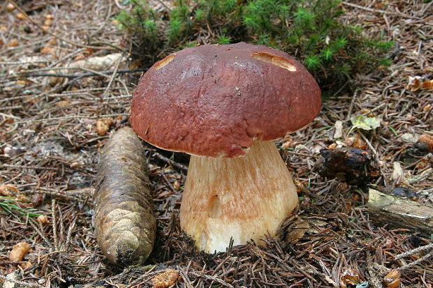 hríb sosnový Boletus pinophilus Pil. et Dermek in Pil.