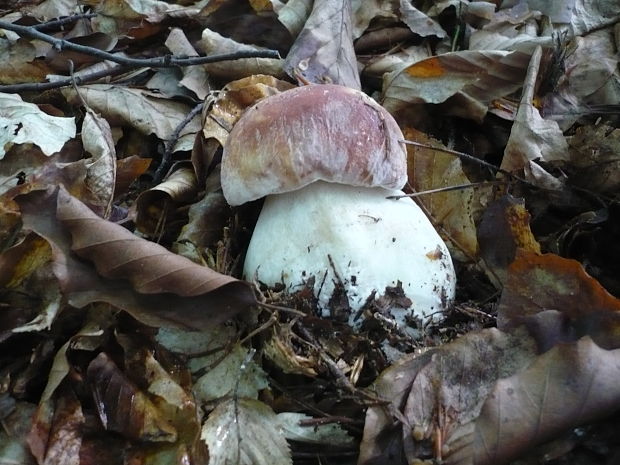 hríb sosnový Boletus pinophilus Pil. et Dermek in Pil.