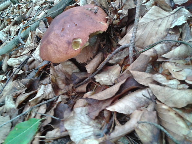 hríb sosnový Boletus pinophilus Pil. et Dermek in Pil.