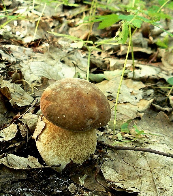 hríb dubový Boletus reticulatus Schaeff.