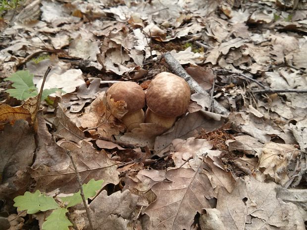 hríb dubový Boletus reticulatus Schaeff.