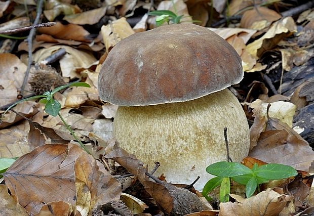 hríb dubový Boletus reticulatus Schaeff.