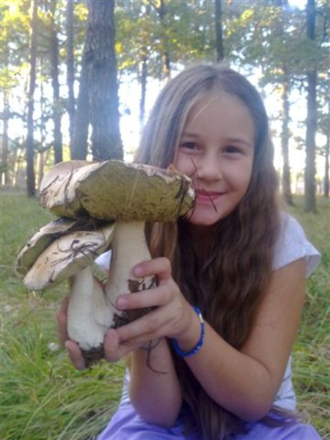 hríb smrekový  Boletus reticulatus Schaeff.