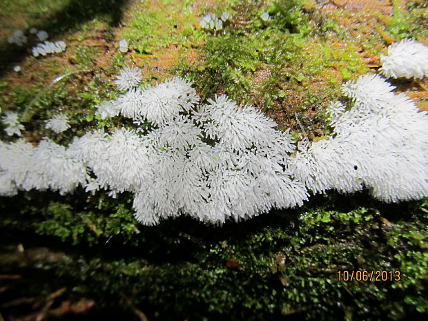 rohačka kríčkovitá Ceratiomyxa fruticulosa var. fruticulosa (O.F. Müll.) T. Macbr