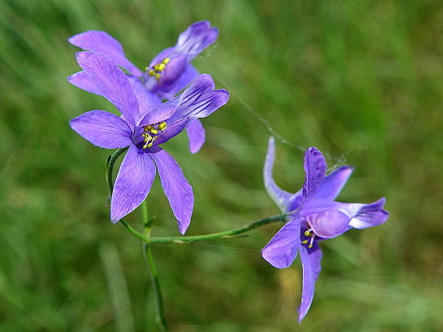 ostrôžka poľná Consolida regalis Gray