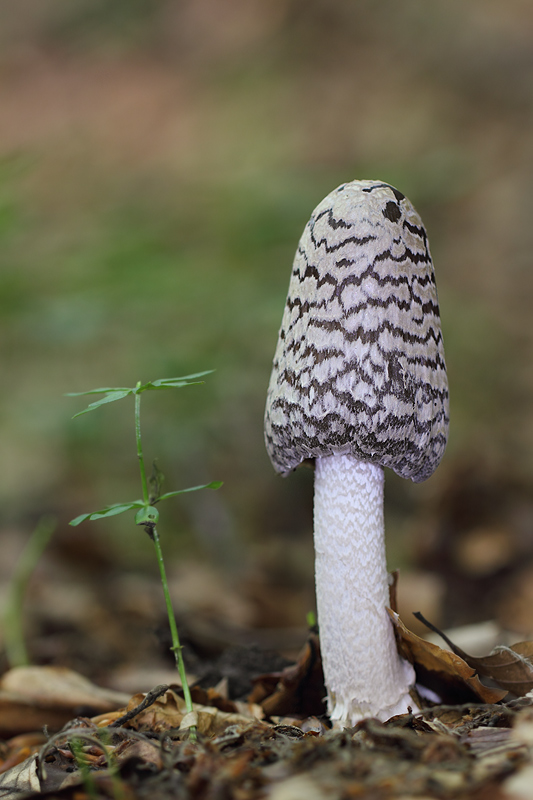 hnojník strakatý Coprinopsis picacea (Bull.) Redhead, Vilgalys & Moncalvo