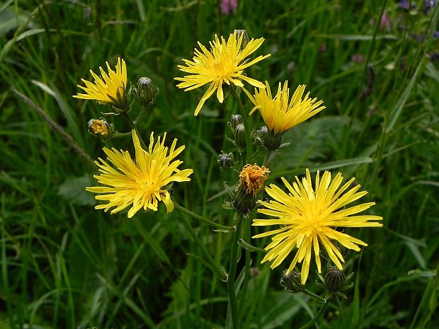 škarda dvojročná Crepis biennis L.