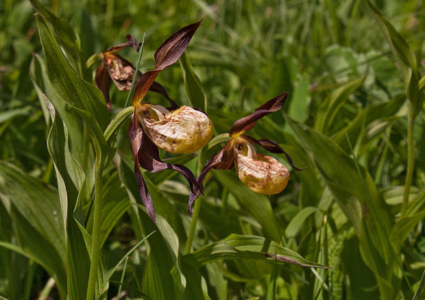 črievičník papučkový Cypripedium calceolus L.