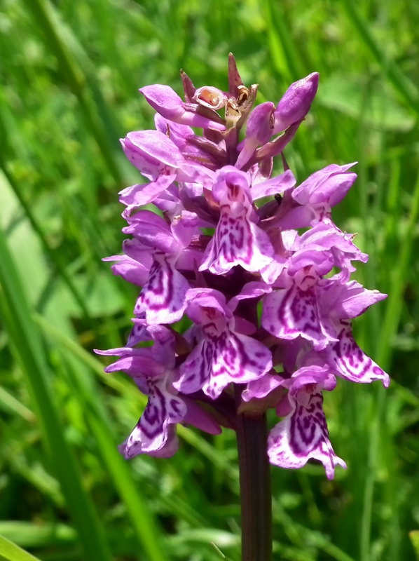 vstavačovec májový pravý Dactylorhiza majalis subsp. majalis (Reincherb.) Hunt & Summerh.