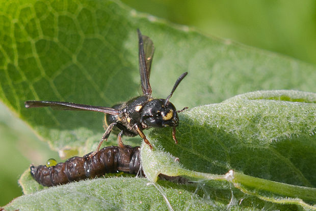 Discoelius dufourii