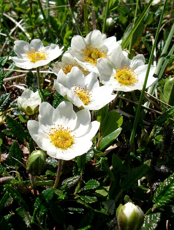 dryádka osemlupienková Dryas octopetala L.