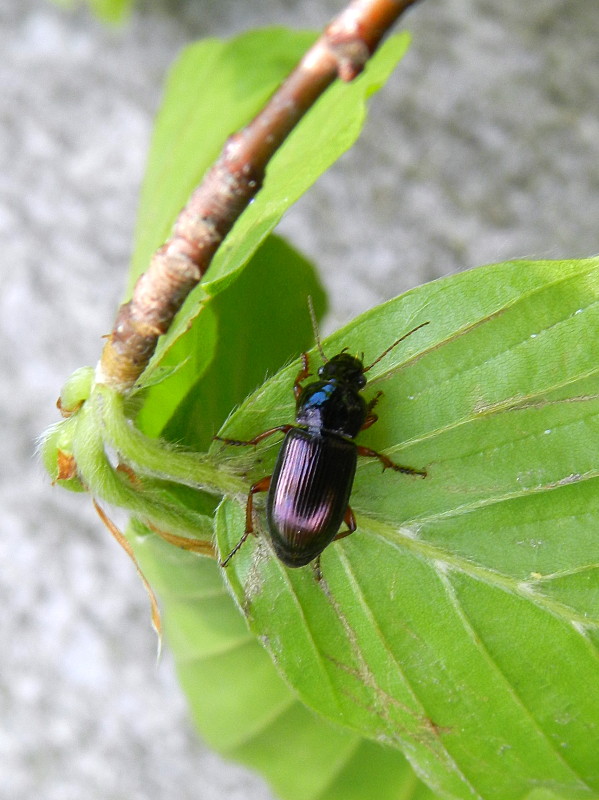 Harpalus aeneus