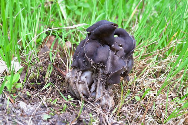 chriapač jamkatý Helvella lacunosa Afzel.