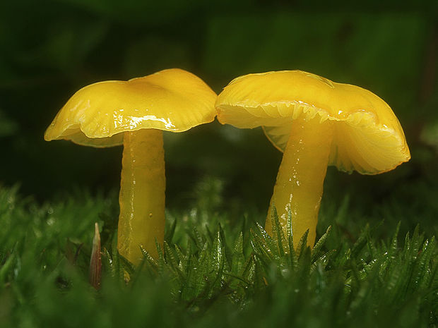 lúčnica hlienistá Hygrocybe glutinipes (J.E. Lange) R. Haller Aar.