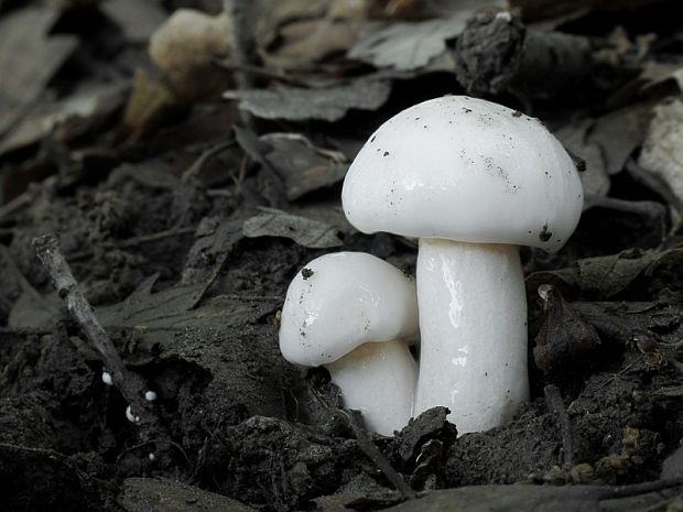 šťavnačka slonovinová Hygrophorus eburneus (Bull.) Fr.