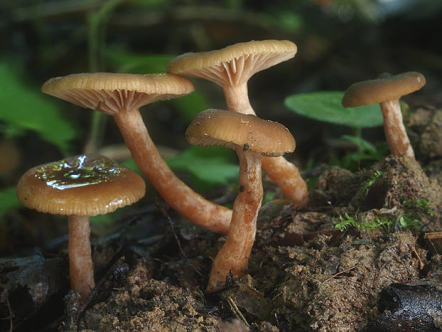 rýdzik jelšový Lactarius obscuratus (Lasch) Fr.