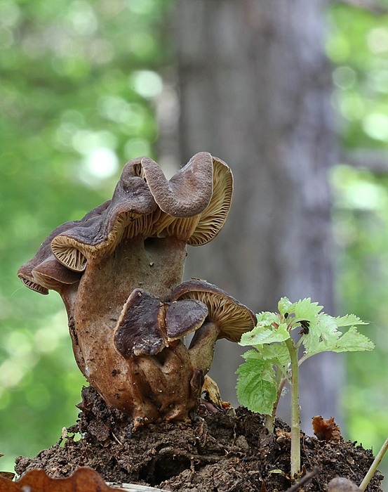 rýdzik Lactarius sp.