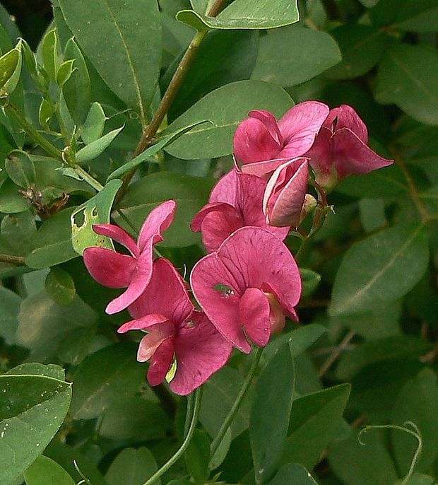 hrachor hľuznatý Lathyrus tuberosus L.